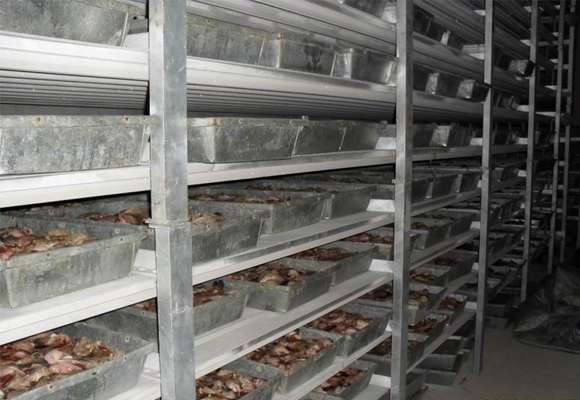 嘉興海鮮凍庫建造